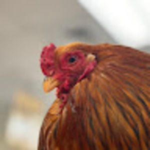 Meet your Posher, Fitz